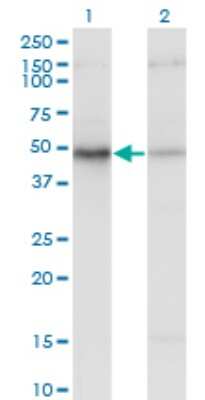 Western Blot: EIF2 beta Antibody (2F3) [H00008894-M09]