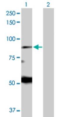 Western Blot: EIF2AK1 Antibody [H00027102-D01P]