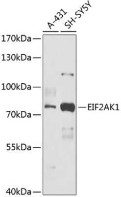 Western Blot: EIF2AK1 AntibodyBSA Free [NBP3-05000]