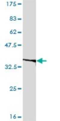 Western Blot: EIF2B2 Antibody (5B12-E10) [H00008892-M01]