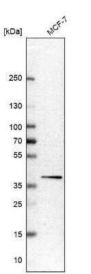 Western Blot: EIF2B2 Antibody [NBP1-84877]