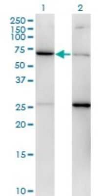 Western Blot: EIF2G Antibody (2C9) [H00001968-M01]