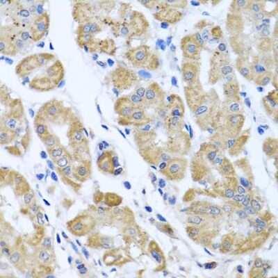 Immunohistochemistry-Paraffin: EIF2G Antibody - Azide and BSA Free [NBP3-03513]