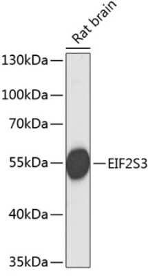 Western Blot: EIF2G AntibodyBSA Free [NBP3-03512]