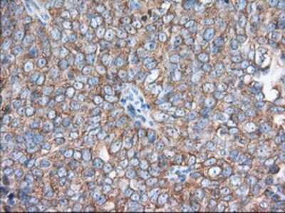 Immunohistochemistry-Paraffin: eIF2 alpha/EIF2S1 Antibody (OTI3H4) [NBP2-02669]