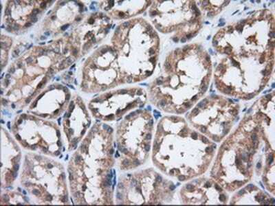 Immunohistochemistry-Paraffin: eIF2 alpha/EIF2S1 Antibody (OTI3H4) [NBP2-02669]