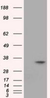 Western Blot: eIF2 alpha/EIF2S1 Antibody (OTI3H4) [NBP2-02669]