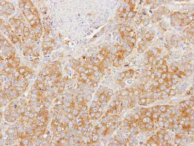 Immunohistochemistry-Paraffin: eIF2 alpha/EIF2S1 Antibody [NBP2-16295]