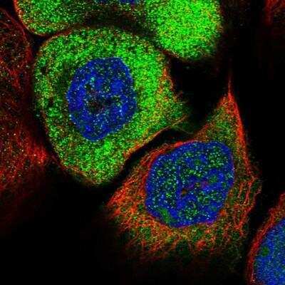 Immunocytochemistry/ Immunofluorescence: EIF3A Antibody [NBP1-84875]