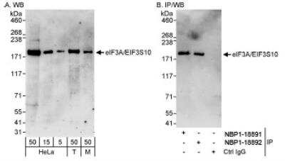 Western Blot: EIF3A Antibody [NBP1-18891]