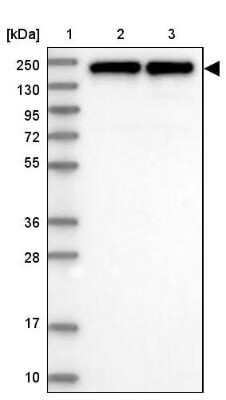 Western Blot: EIF3A Antibody [NBP1-84876]