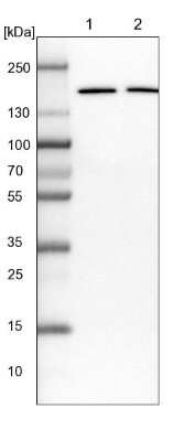 Western Blot: EIF3A Antibody [NBP1-84876]
