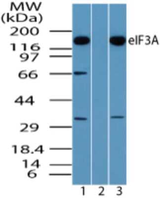 Western Blot: EIF3A Antibody [NBP2-24570]