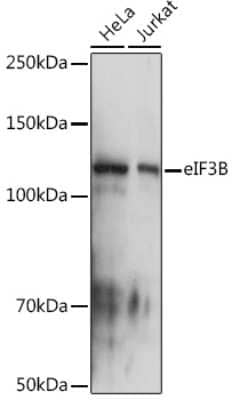 Western Blot: EIF3B Antibody (4T9V1) [NBP3-16765]