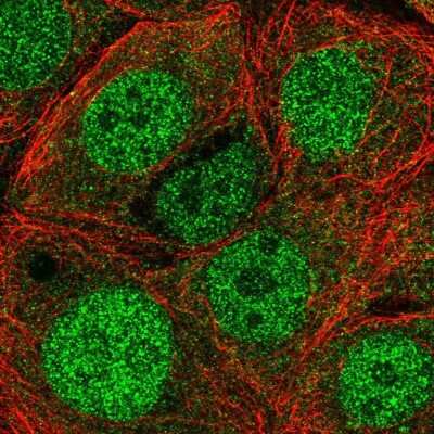 Immunocytochemistry/ Immunofluorescence: EIF3B Antibody [NBP2-38597]