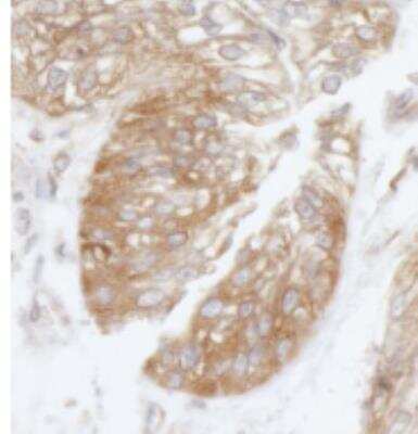 Immunohistochemistry-Paraffin: EIF3B Antibody [NB100-93302]