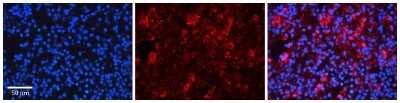 Immunohistochemistry-Paraffin: EIF3B Antibody [NBP2-87341]