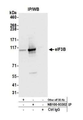 Immunoprecipitation: EIF3B Antibody [NB100-93302]