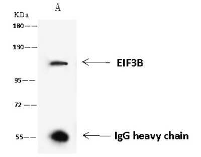 Immunoprecipitation: EIF3B Antibody [NBP2-97742]