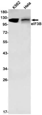 Western Blot: EIF3B Antibody (S09-2A9) [NBP3-15026]