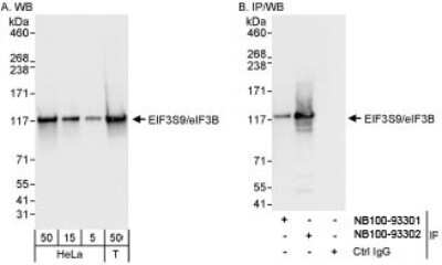 Western Blot: EIF3B Antibody [NB100-93302]
