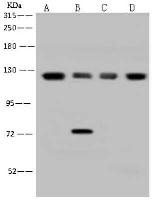 Western Blot: EIF3B Antibody [NBP2-97742]