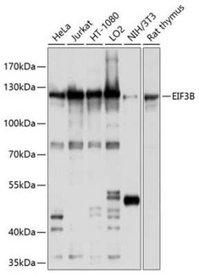 Western Blot: EIF3B AntibodyBSA Free [NBP3-04369]