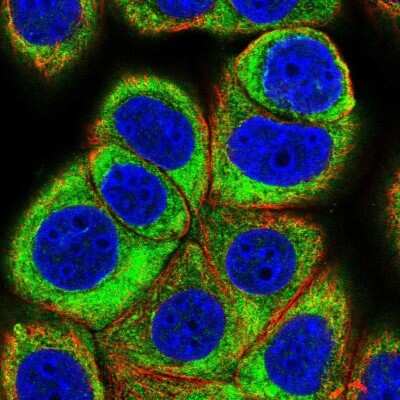 Immunocytochemistry/ Immunofluorescence: EIF3C Antibody [NBP2-46741]