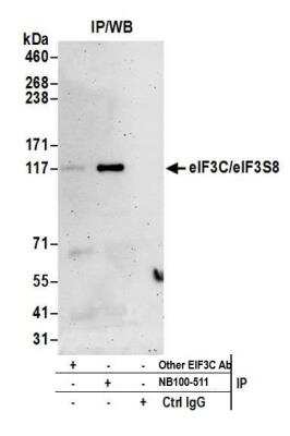 Immunoprecipitation: EIF3C Antibody [NB100-511]