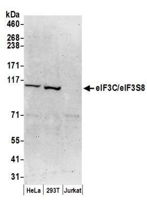 Western Blot: EIF3C Antibody [NB100-511]