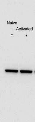 Western Blot: EIF3C Antibody [NB100-511]