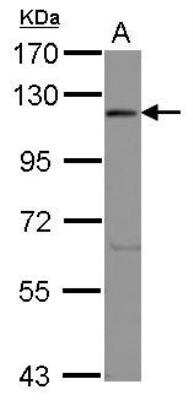 Western Blot: EIF3C Antibody [NBP2-14945]