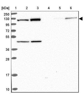 Western Blot: EIF3C Antibody [NBP2-46772]