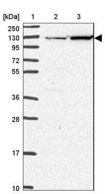 Western Blot: EIF3C Antibody [NBP2-46784]