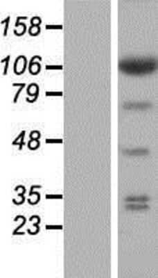 Western Blot: EIF3C Overexpression Lysate [NBP2-08557]