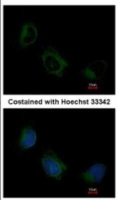 Immunocytochemistry/ Immunofluorescence: EIF3F Antibody [NBP2-16299]