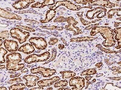 Immunohistochemistry-Paraffin: EIF3F Antibody [NBP2-97760]