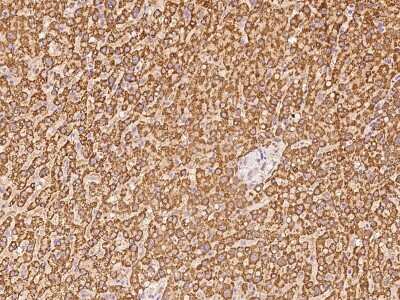 Immunohistochemistry-Paraffin: EIF3F Antibody [NBP2-97760]