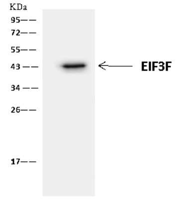 Immunoprecipitation: EIF3F Antibody [NBP2-97760]