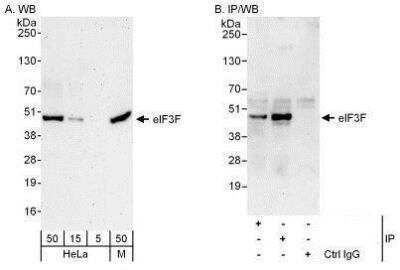 Western Blot: EIF3F Antibody [NBP1-50037]