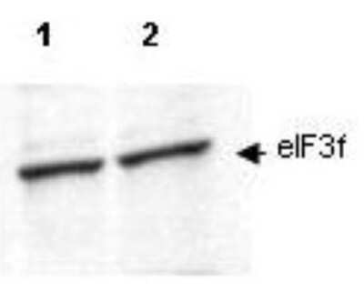 Western Blot: EIF3F Antibody [NBP1-77997]