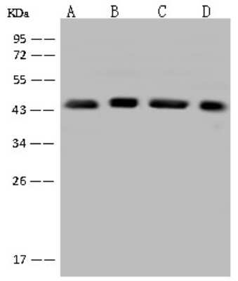 Western Blot: EIF3F Antibody [NBP2-97760]