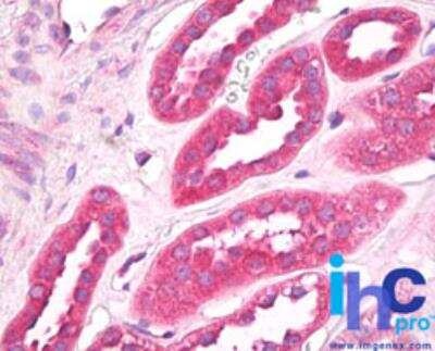 Immunohistochemistry-Paraffin: EIF3G Antibody [NBP2-24524]