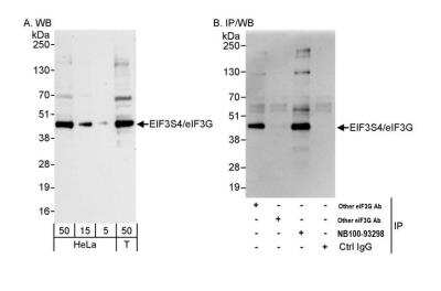 Western Blot: EIF3G Antibody [NB100-93298]