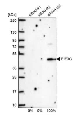 Western Blot: EIF3G Antibody [NBP1-84872]