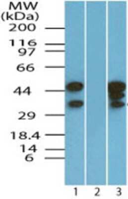 Western Blot: EIF3G Antibody [NBP2-24524]