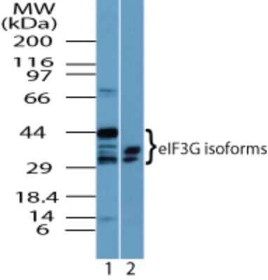 Western Blot: EIF3G Antibody [NBP2-24685]