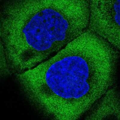 Immunocytochemistry/ Immunofluorescence: EIF3J Antibody [NBP2-13953]