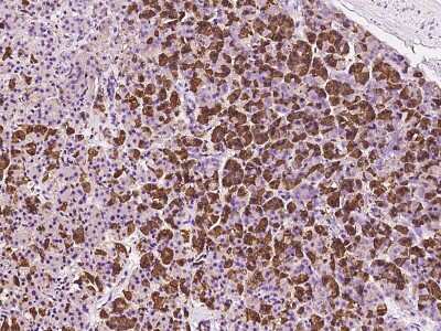 Immunohistochemistry-Paraffin: EIF3J Antibody [NBP2-97521]