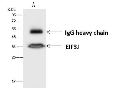 Immunoprecipitation: EIF3J Antibody [NBP2-97521]